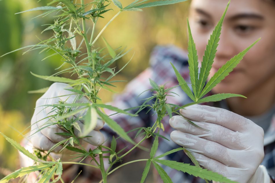 Weed On A Marijuana Scale Stock Photo - Download Image Now - Weight Scale,  Cannabis Plant, Marijuana - Herbal Cannabis - iStock